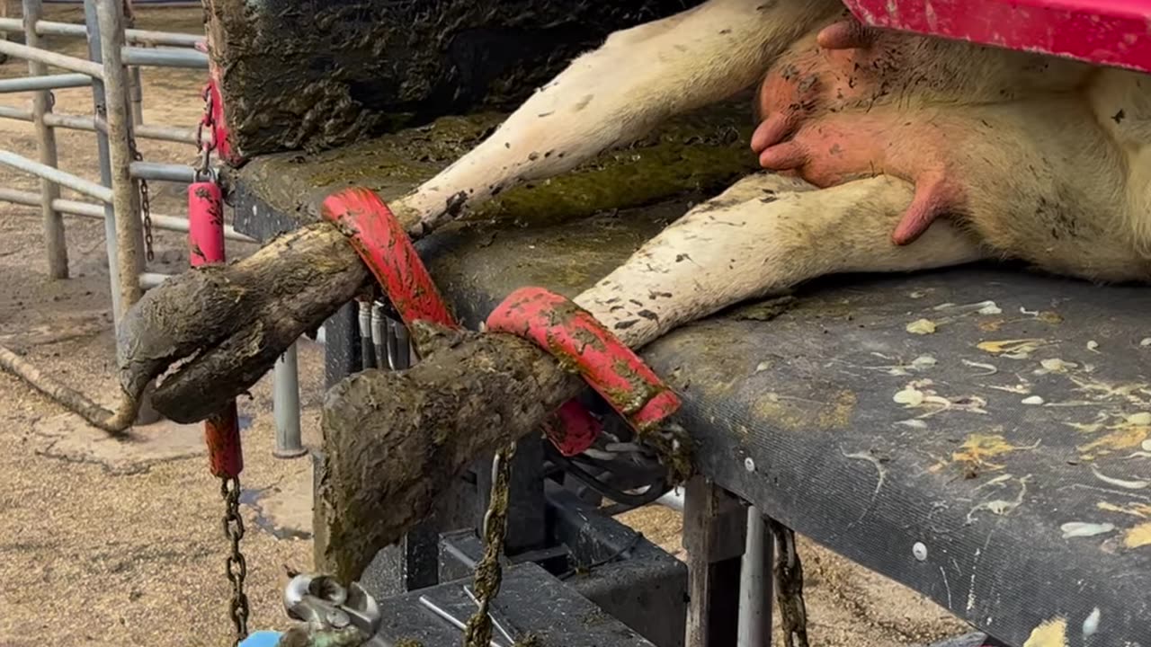 Hoof trimming cows