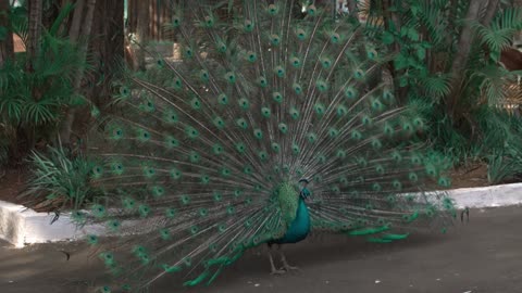 Peacock dance