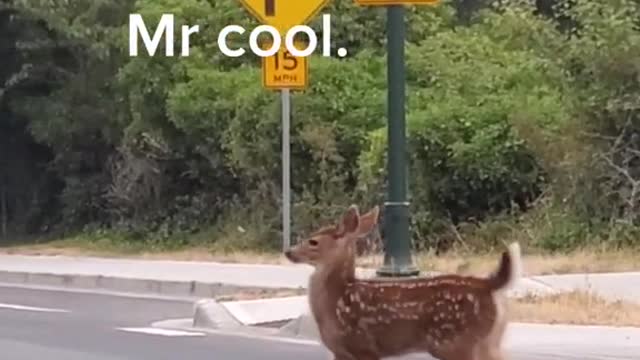 deer and it kid crossing the road