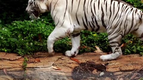 The Bengal White Tiger with Blue Eyes