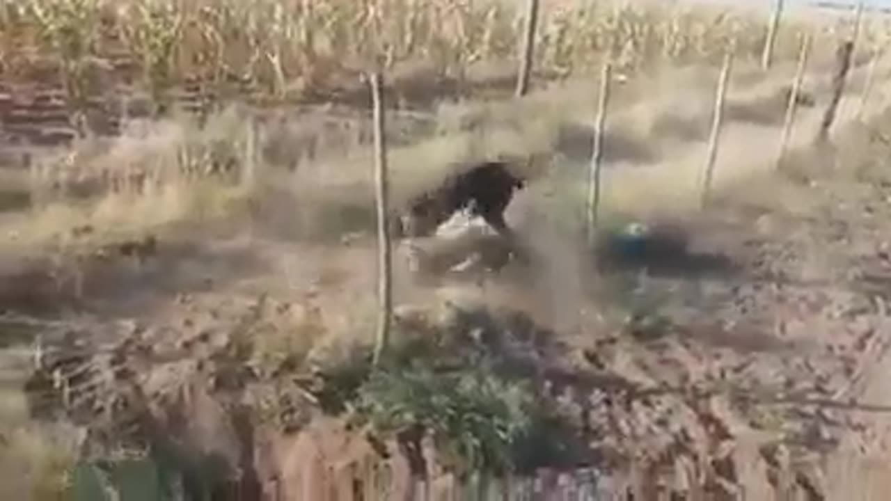 Greyhound kills jackal