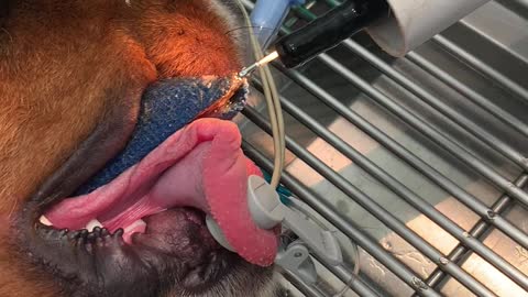 Veterinarian Pulls Leash Out of Dog's Throat