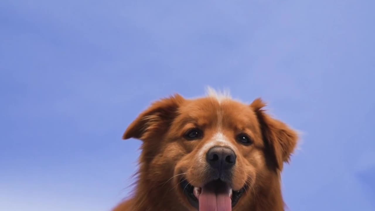 funny dog interesting video