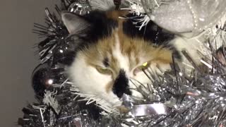 Cat Chills in Christmas Tree