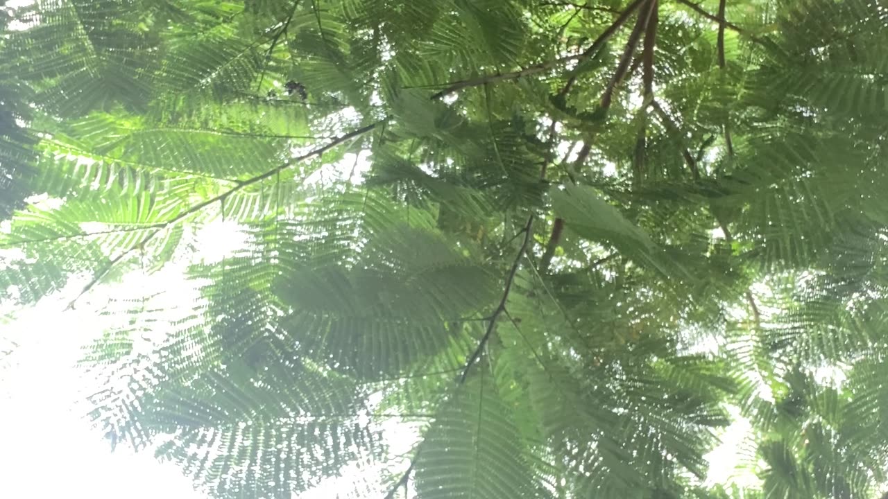 Blue Jay Steals Woman's Earbud