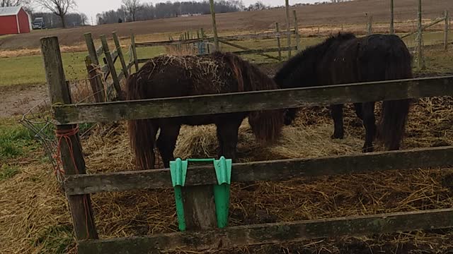 MINIATURE HORSES MERRY CHRISTMAS