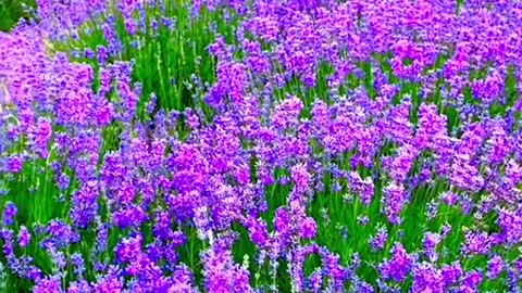 #foryou #beauty #tiktok #purple #lavender #scenery