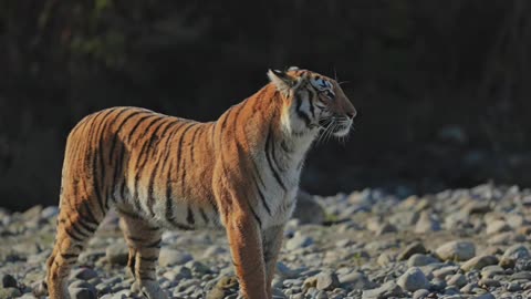 Wildlife in closer view with a natural perspective.