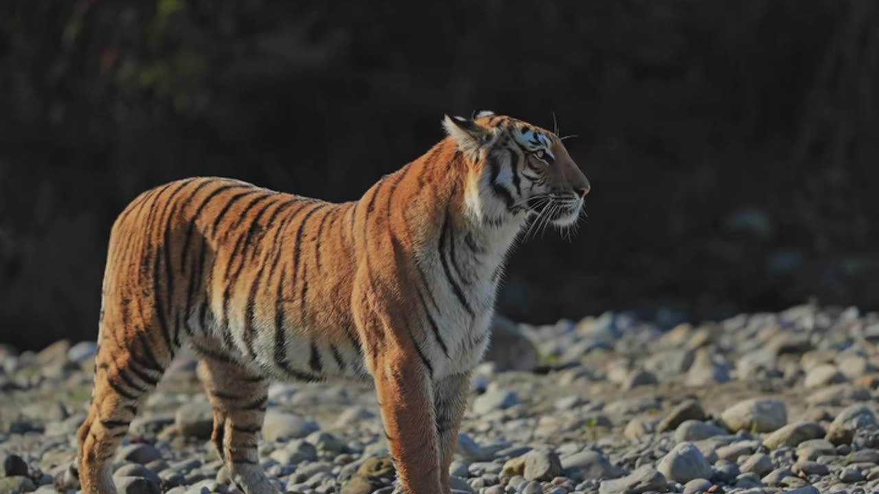 Wildlife in closer view with a natural perspective.