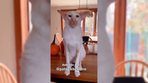 Belmiro Memes: Dublagens de animais engraçados - 3ª Temporada: Episódio 05