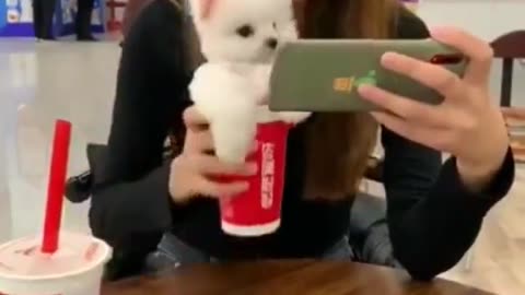 👻toy pom dog in cup😅 cute Pomerania puppy very small dog pocket pom dhamaka