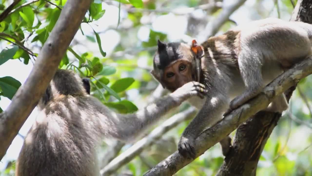 Eating Monkey