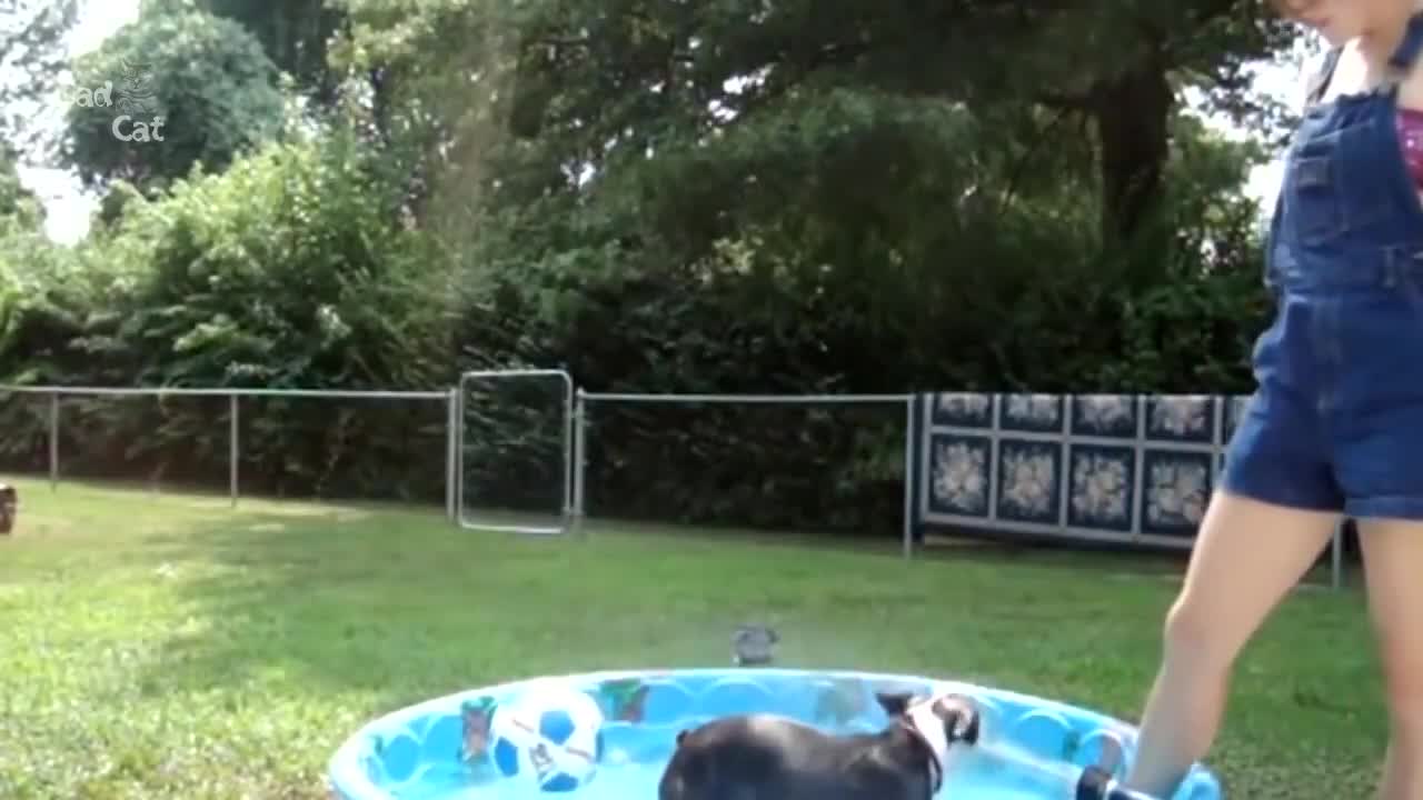 Funny Dogs Swimming