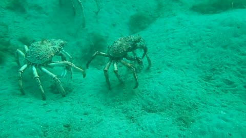 Spider Crabs
