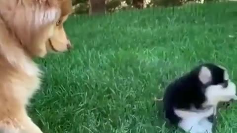 Cute Little husky try to knock out his big brother