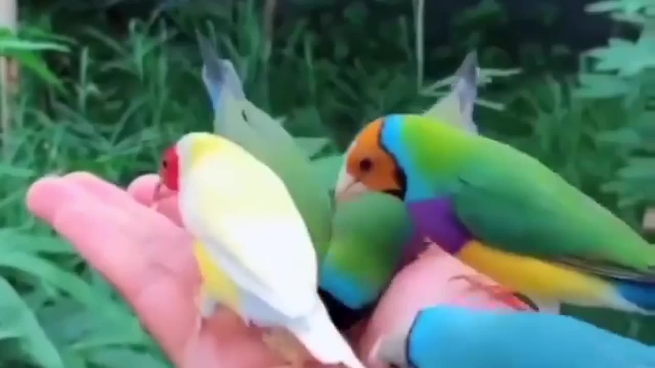 A man eats birds from his hand