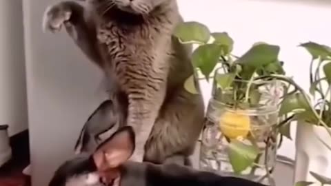 funny short of cute animals part - 1 🙀😊😊😂🤣 #pets