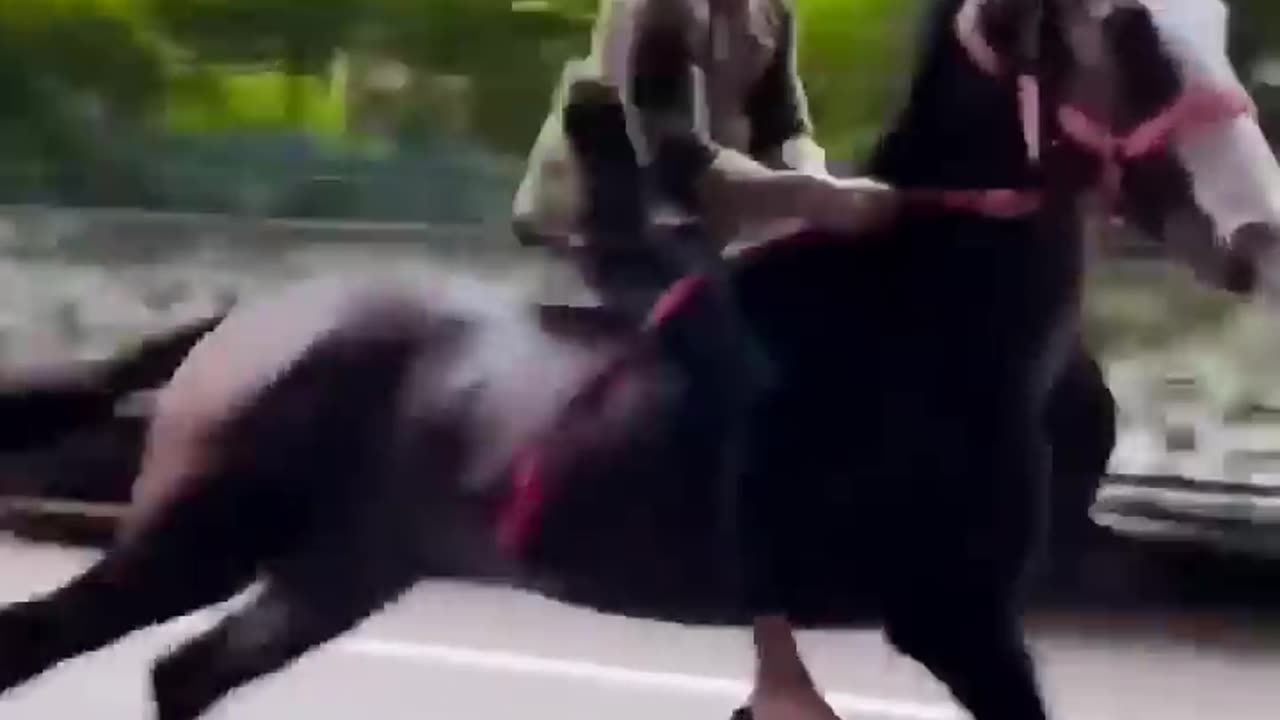 Amazing horse riding