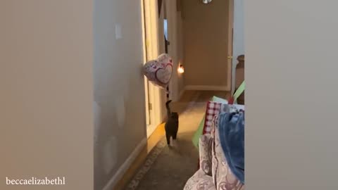 funny cat videos memes