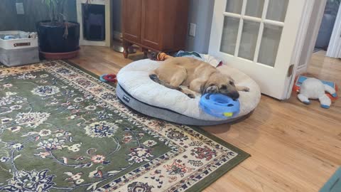 Shepadoodle Puppy Vs. Cat Toy