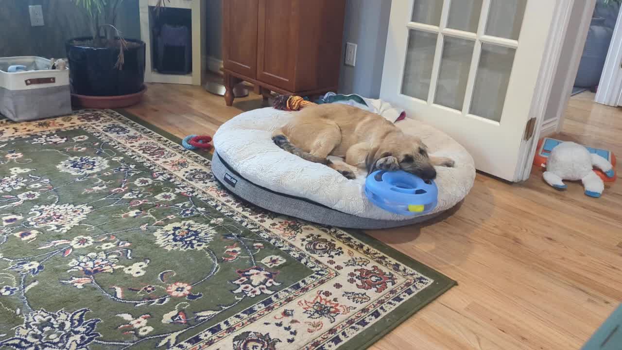Shepadoodle Puppy Vs. Cat Toy