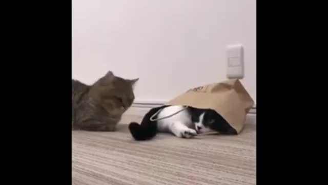 Crazy Funny Videos of Cats and Dogs | Animals Pets Compilation