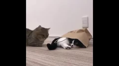 Crazy Funny Videos of Cats and Dogs | Animals Pets Compilation
