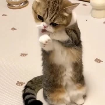 cute baby cat #cat #catsofyoutube #cute #cat #shorts