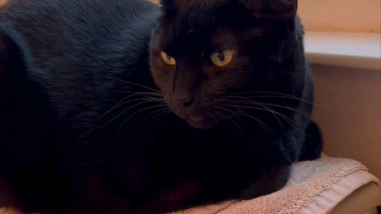 Adopting a Cat from a Shelter Vlog - Cute Precious Piper is Bored During Her Interview #shorts