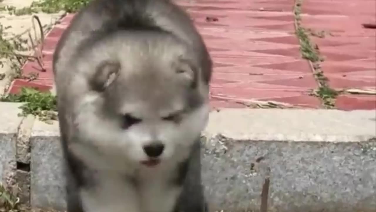 Cute baby animals Videos Compilation cutest moment of the animals - Cutest Puppies #2