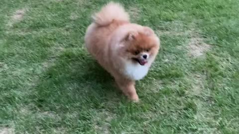 My cute pomeranian is coming