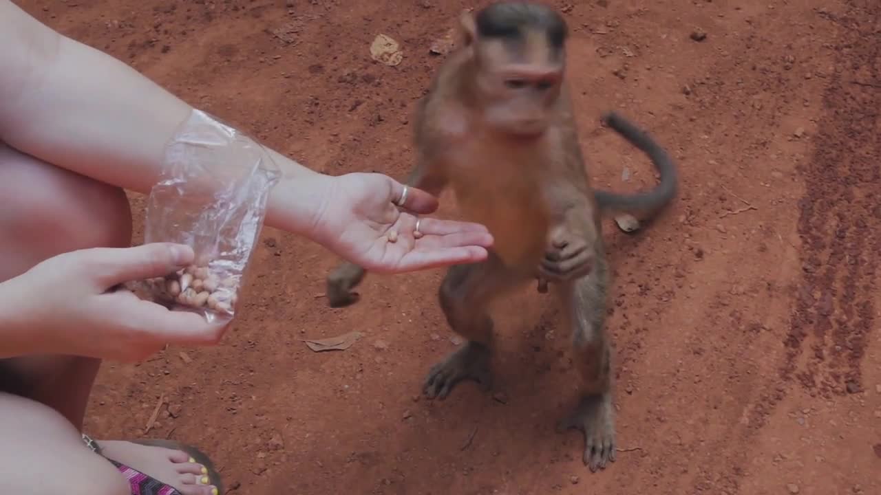 Clever monkey snatches food from girl's hands😂😂