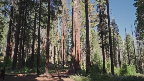 A Beautiful Seen Forest