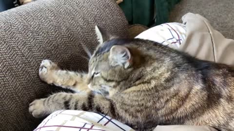 Cute Tabby Cat Purring