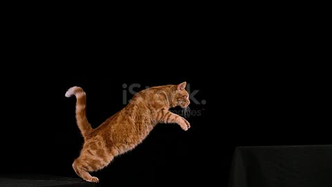 Cat jump