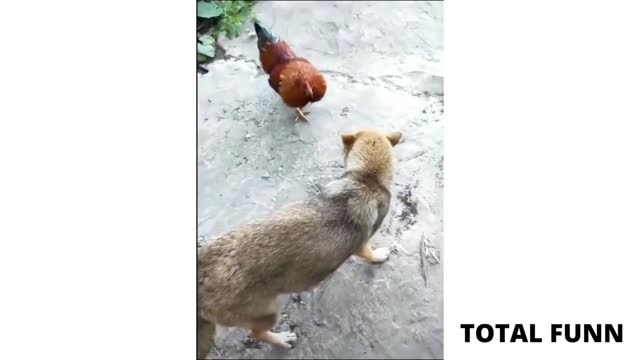 DOG AND HENS CUTE FIGHT!