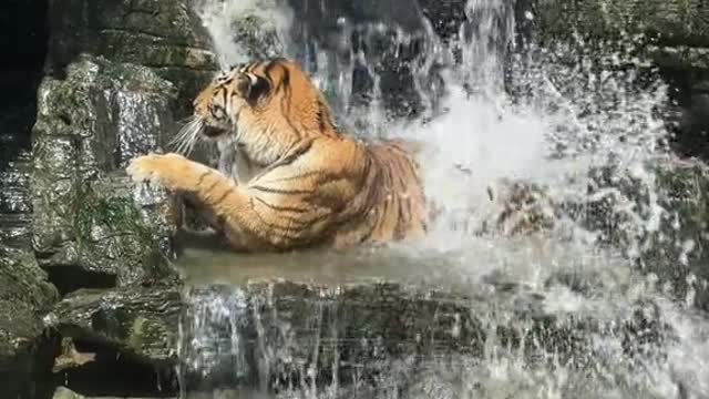 tigers