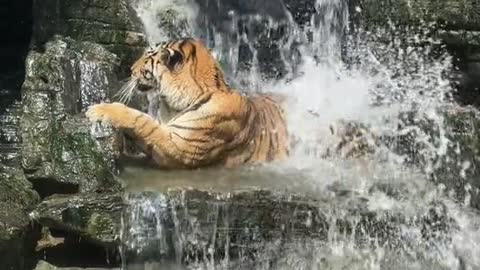 tigers