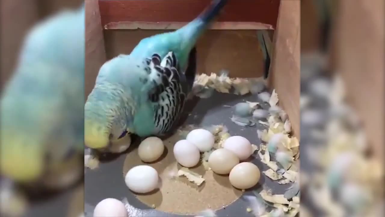 Funny animal videos part 7