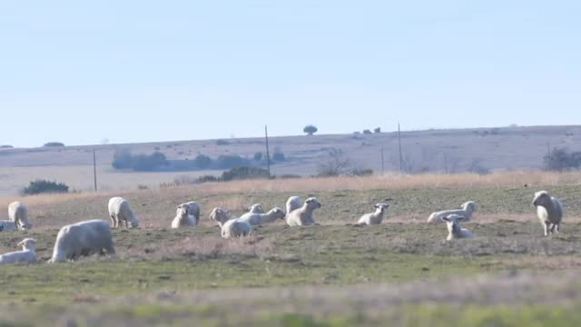 Feeding Sheep and Goats for Reproductive Success_Cut
