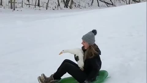 sledding