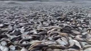 WATCH: Thousands Of Dead Fish Wash Up On Texas Gulf Coast