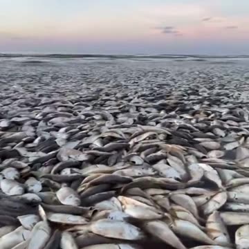 WATCH: Thousands Of Dead Fish Wash Up On Texas Gulf Coast