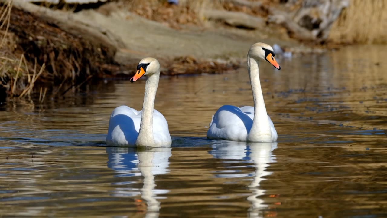 🌺Relaxing Music Piano🌺 with beautiful birds🌺