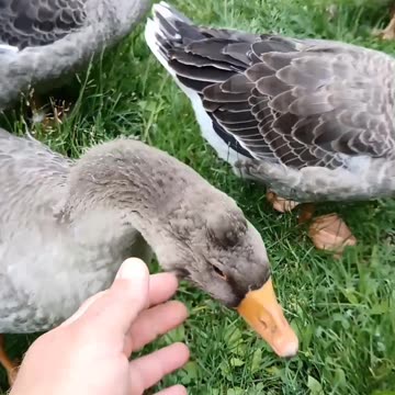 Goose being friendly