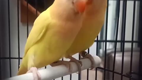 Palefellow lovebird pair