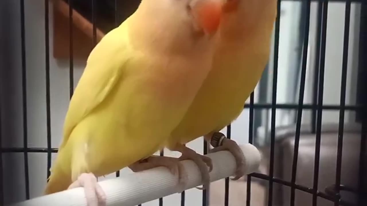 Palefellow lovebird pair