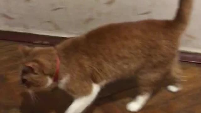 cat footballer