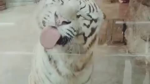 Funniest animals 2023 🐱In tiktok 😂 Funny and Fails Pets Video #11
