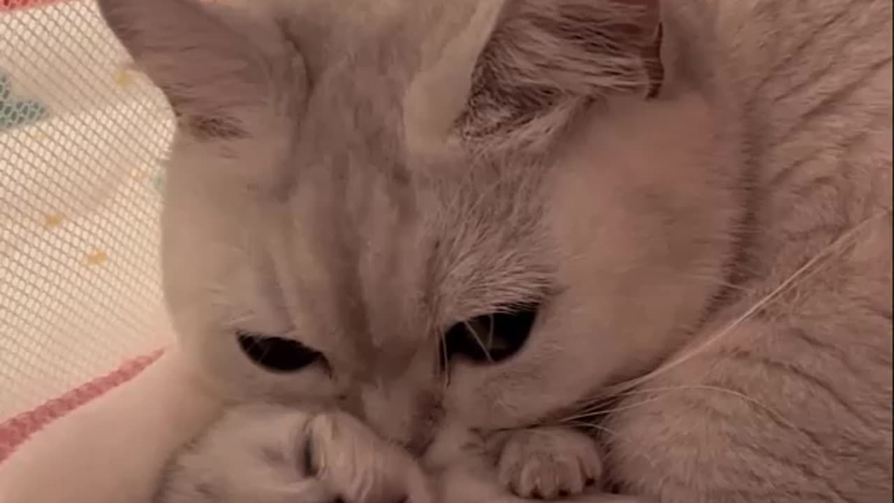 Cute Cats Have The Most Special Relationship With Their Kitten Compilation